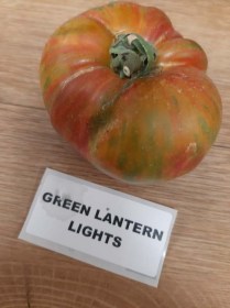 Green Lantern Lights paradicsom - Paradicsom különlegességek az Egzotikus Növények Stúdiója kínálatából